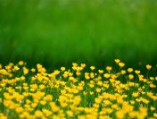 Ekspertyza przyrodnicza, nadzór, ochrony środowiska, tel. 504-746-203