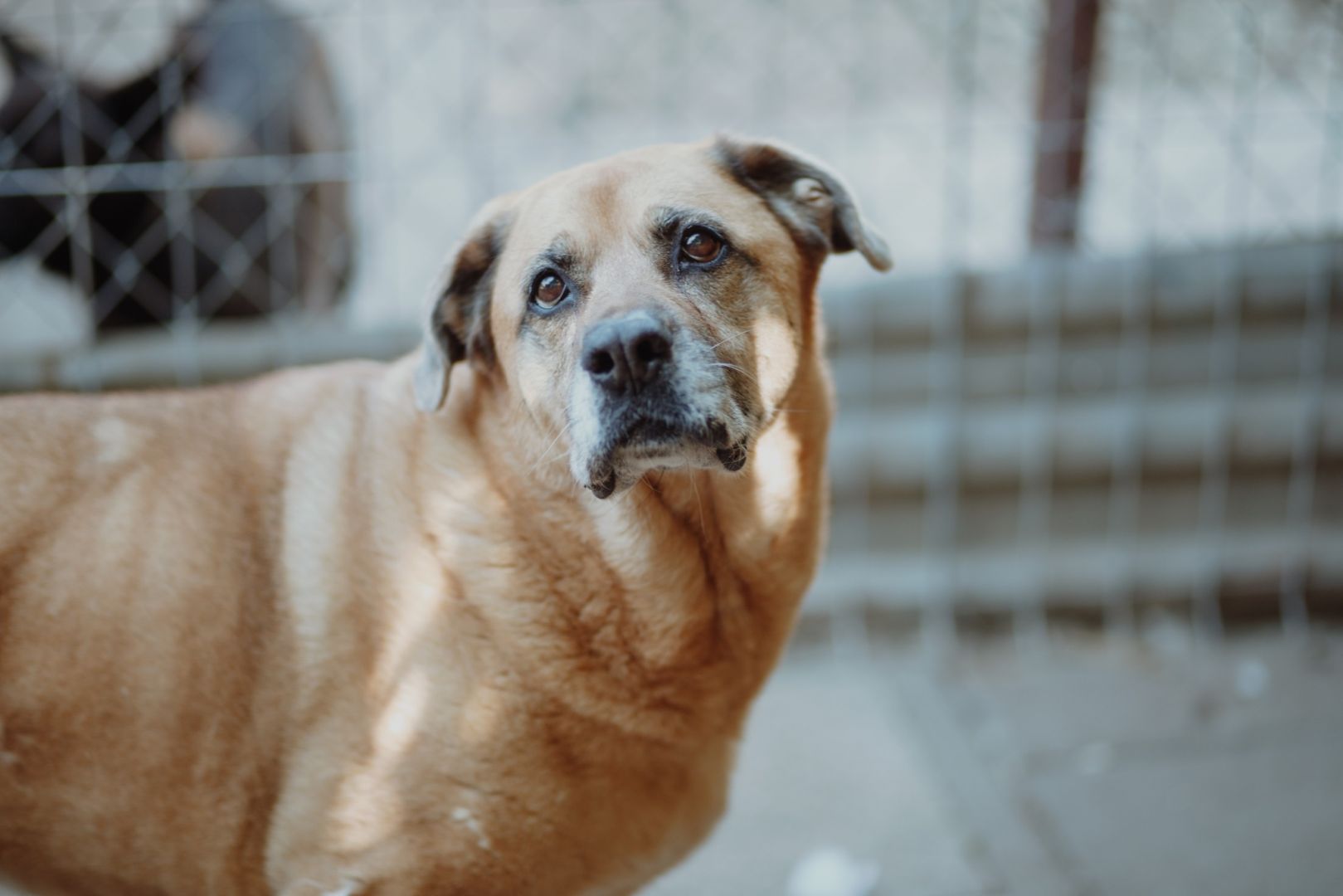 Suzi - domowa, wychowana suczka szuka domu!  - Zdjęcie 1