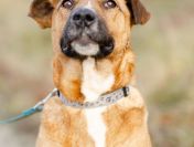 Wesoły Doniu, pogodny psiak szuka domu!