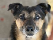 Edek - nieduży psiak o wielkim sercu do pokochania