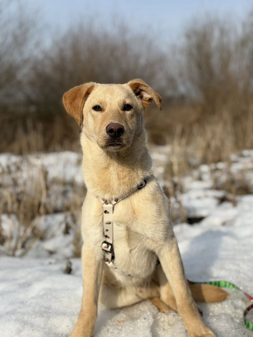 Goldi - wesoły szczeniak w typie labradora  - Zdjęcie 1