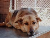 Linda - delikatna dusza szuka swojego człowieka