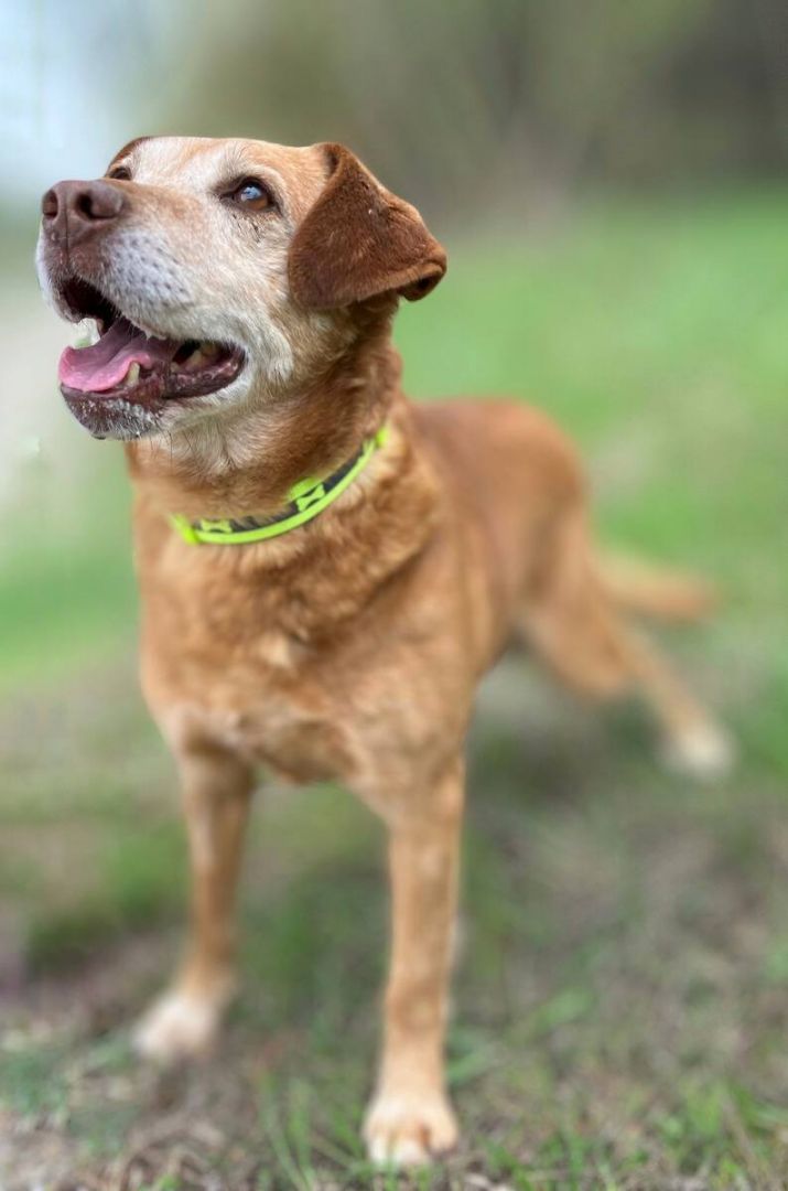 Staś - cudowny psi dziadek, przyjazny i wesoły  - Zdjęcie 1