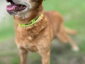 Staś - cudowny psi dziadek, przyjazny i wesoły