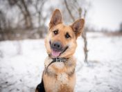 Mona - młoda, wesoła suka w typie ON szuka domu!