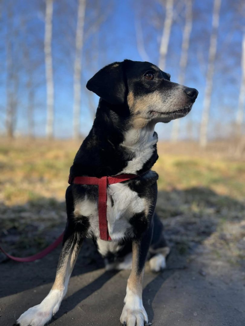 Ika - drobniutka, domowa, wychowana sunia!  - Zdjęcie 1