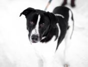 Apollo - wielki pies z wielkim sercem!