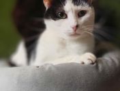 Drucik - delikatny, spokojny kocurek do pokochania!