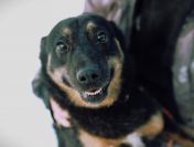 Red - przecudowny, proludzki, niekonfliktowy psiak!