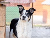 Pepsi - przyjazna, wesoła sunia błaga o dom!