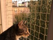 Siatka na balkon dla kota na gołębie
