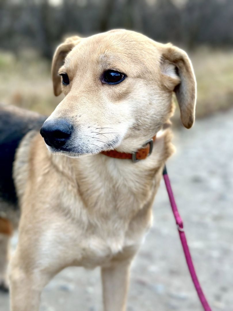 Od szczeniaka w schronisku, Kira błaga o dom!  - Zdjęcie 1