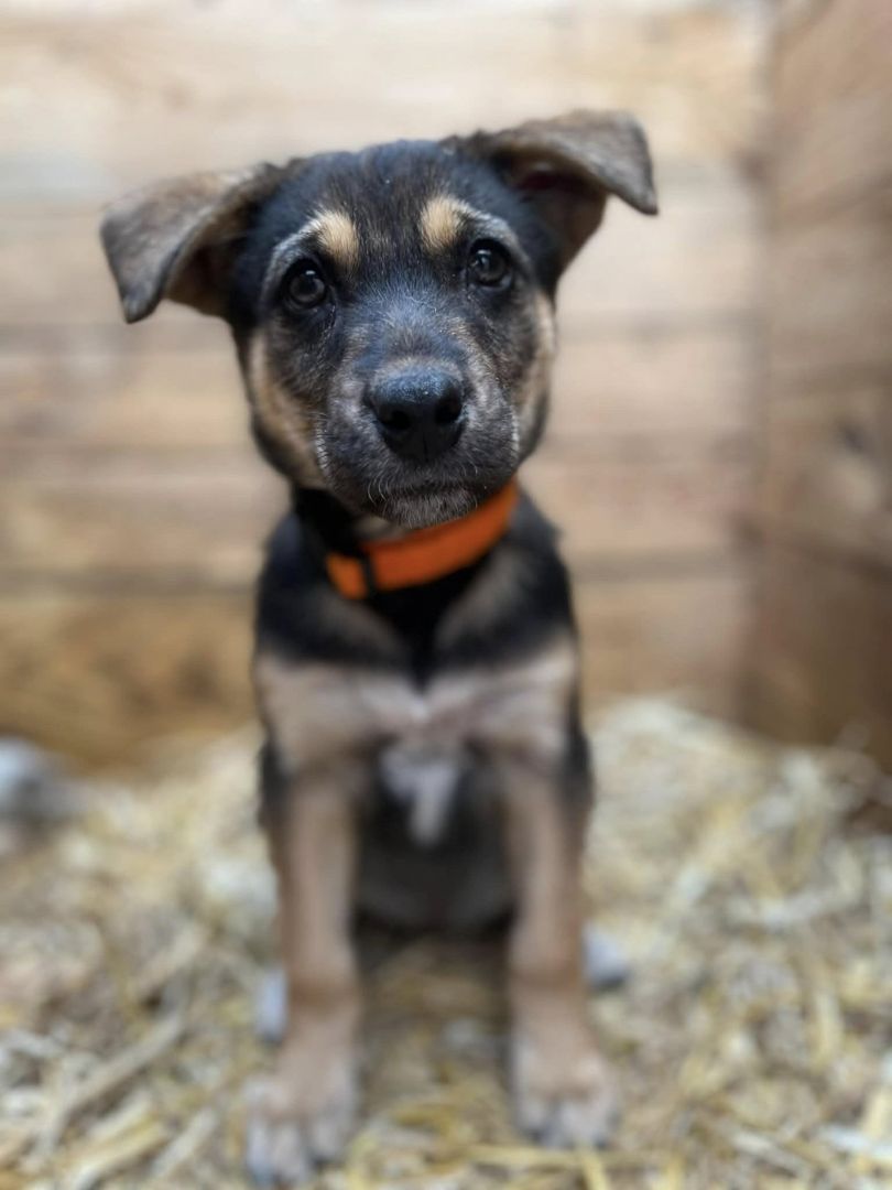 Kiwi - 9 tygodniowa, wesoła sunia SZCZENIAK do adopcji  - Zdjęcie 1