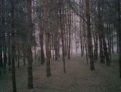 Trzebież-przecinka leśna,pielęgnacja lasów.