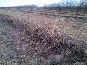 Wycinka lasów, samosiewów rekultywacja terenów rolnych